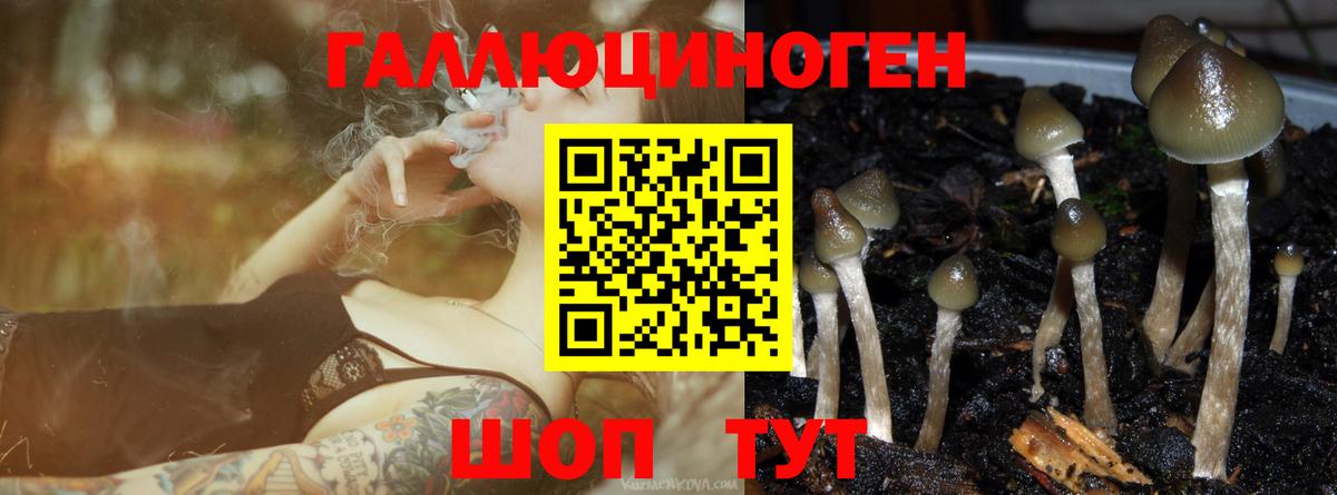Нарьян-Мар  Галлюциногенные грибы Cubensis  Вход с VPN 